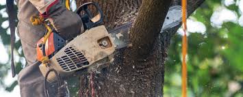 Best Tree Risk Assessment  in Rock Creek, AL