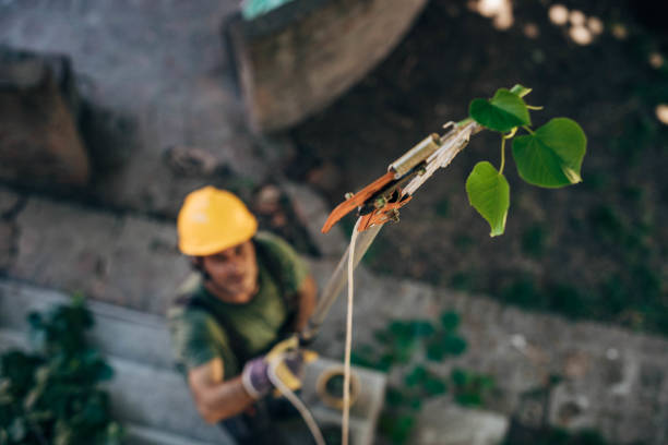 Best Firewood Processing and Delivery  in Rock Creek, AL