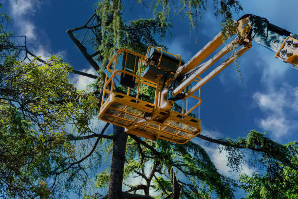 Rock Creek, AL Tree Services Company