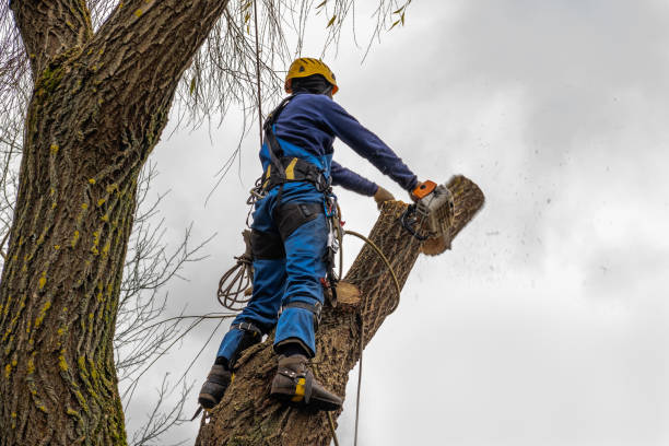 How Our Tree Care Process Works  in  Rock Creek, AL