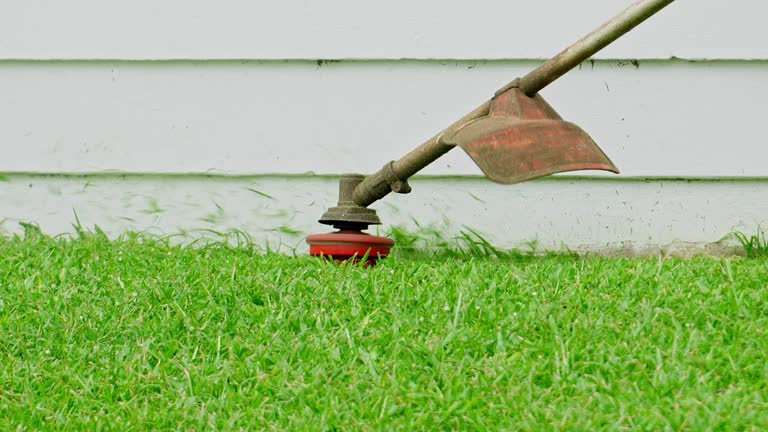 Best Tree Maintenance Programs  in Rock Creek, AL