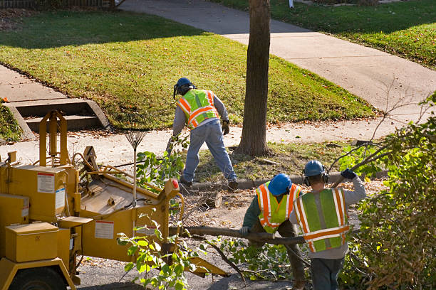Best Lawn Grading and Leveling  in Rock Creek, AL