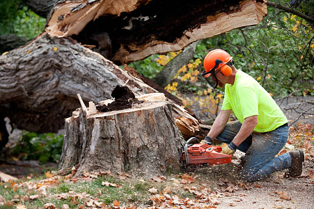 Best Root Management and Removal  in Rock Creek, AL